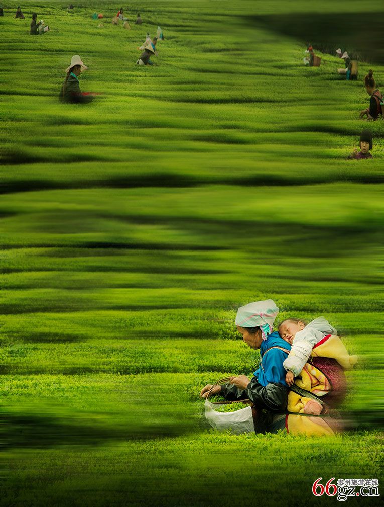清明时节采茶忙—刘建平.jpg