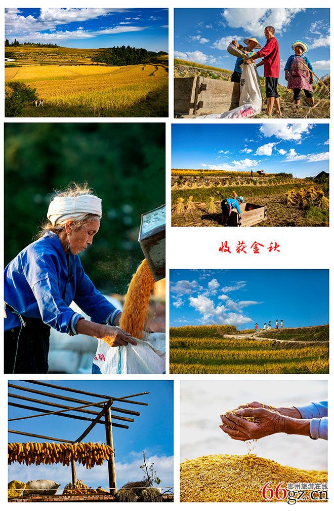 收获金秋(组照1),作者:文方,电话:.jpg