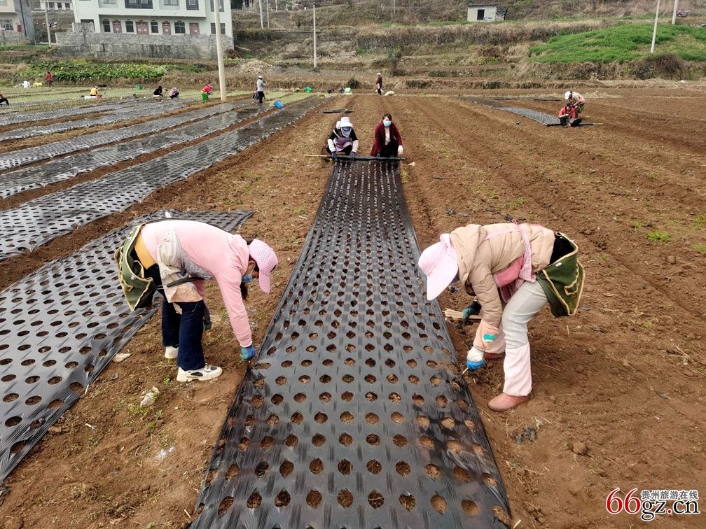 务工群众正在威宁自治县中营村香葱基地覆膜。刘军林-摄.jpg