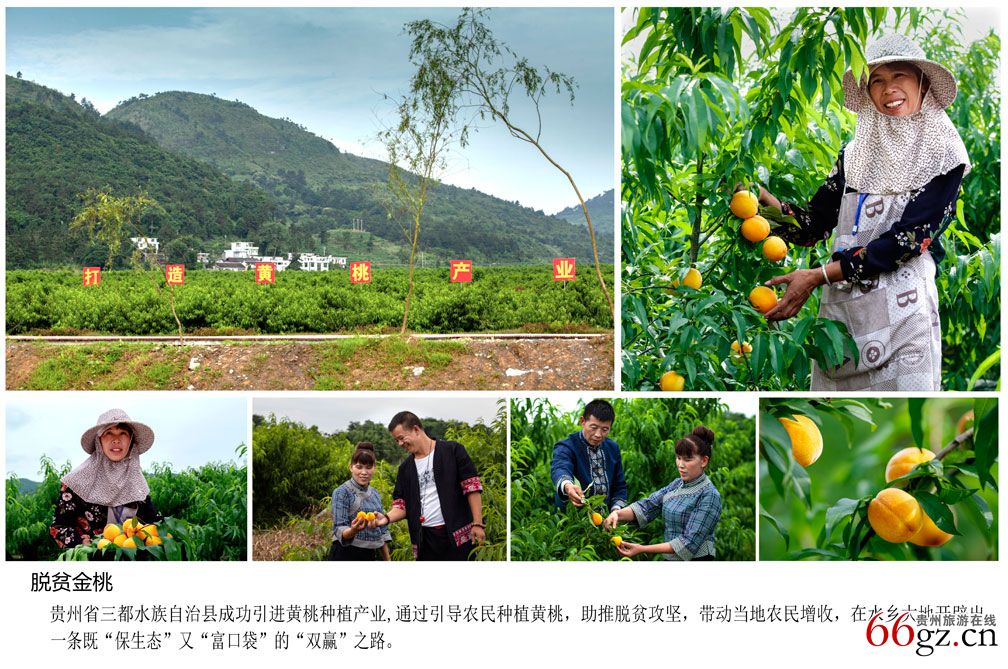 《脱贫金桃》作者:文方;.jpg