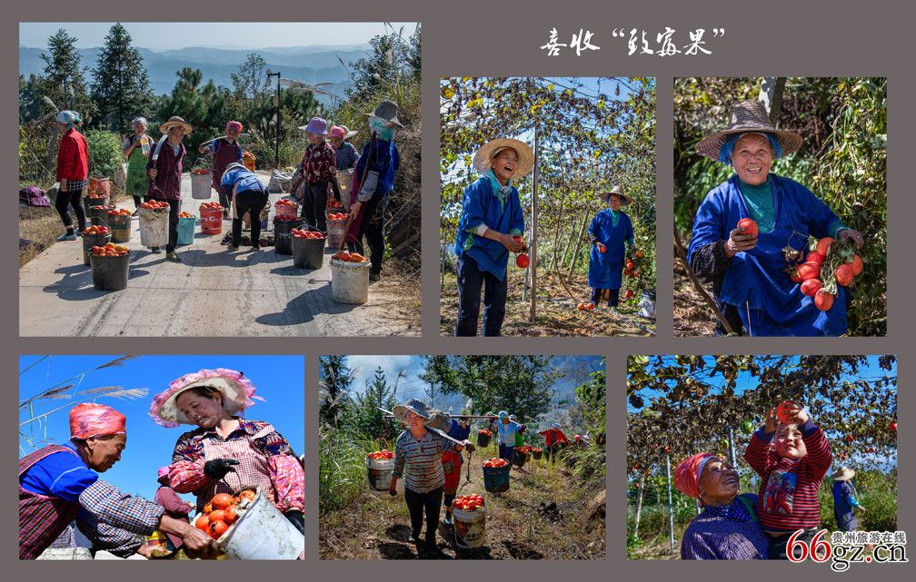 喜收“致富果”、唐云莲、.jpg