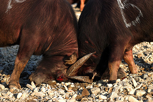 ��կʯ�ţ����嶷ţ