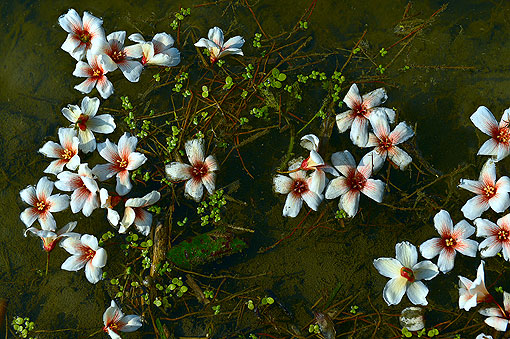 ɢ����ˮ�����ͩ�ӻ�