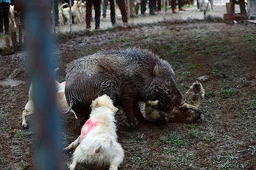 ̨��Χ��������ȮPKҰ��