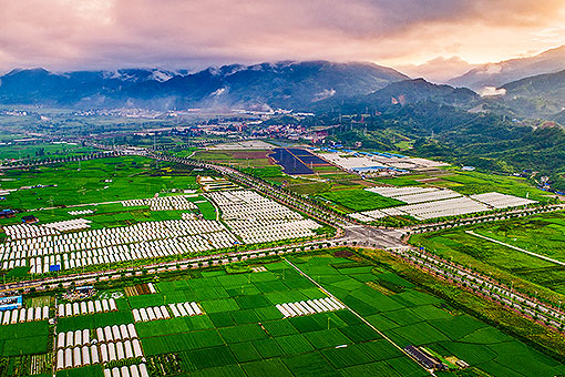 ��ɫ��ֲ����