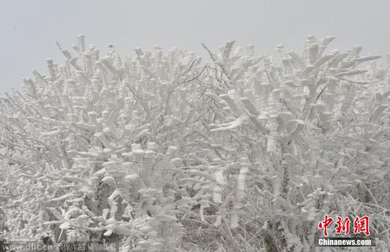 贵州雷公山现迷人雾凇景观