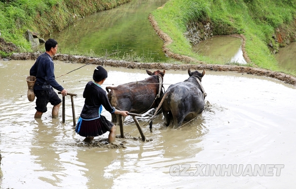 贵州月亮山区传统夫妻农耕成为亮丽风景-贵