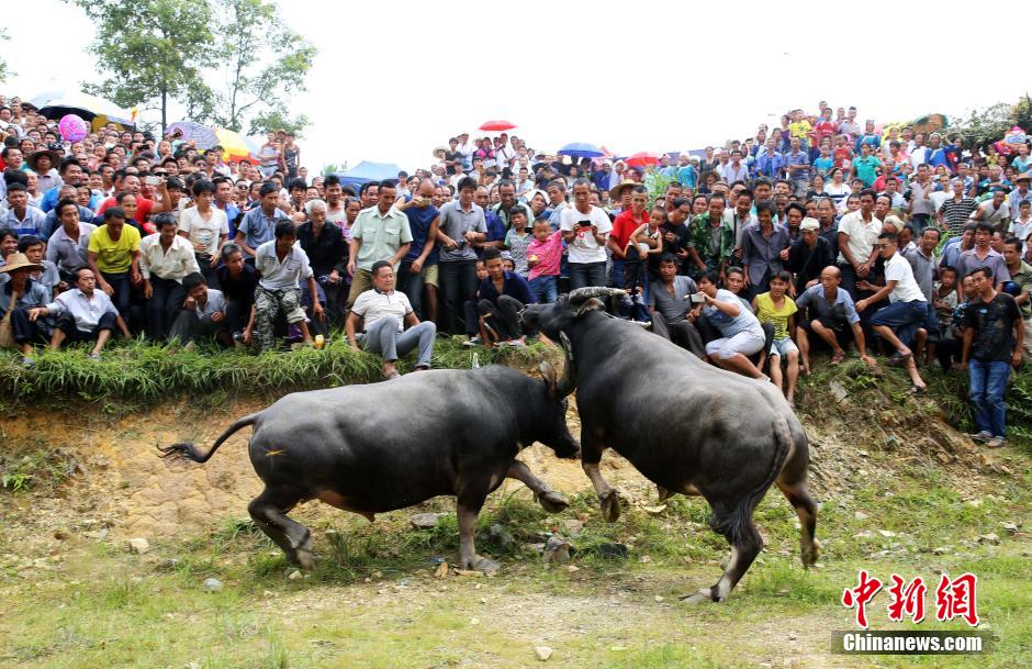 贵州榕江苗侗同胞观斗牛度“吃新节” 场面壮观
