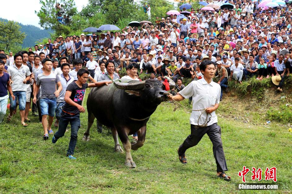 贵州榕江苗侗同胞观斗牛度“吃新节” 场面壮观
