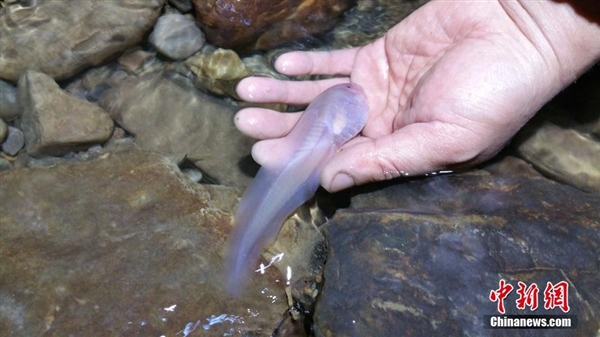 贵州洞穴发现14厘米巨型蝌蚪:长相恐怖
