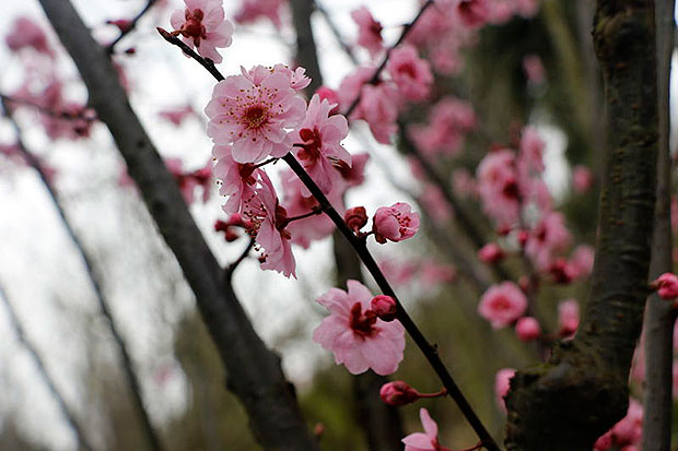 贵州遵义樱花旅游文化节3月17日开幕
