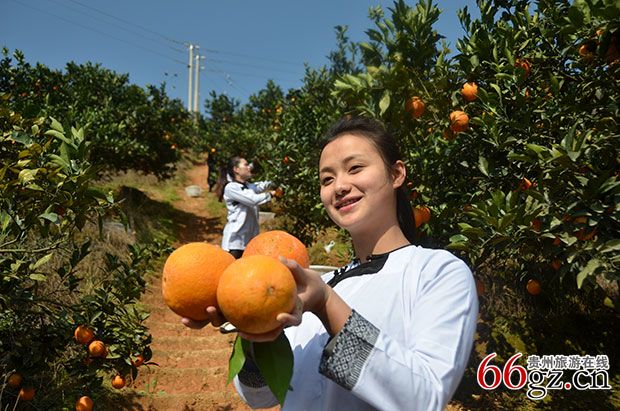 榕江脐橙-韦贵金--摄.jpg