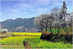 “金海雪山”贵州春季赏花一日游