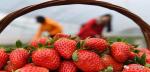 台江：草莓带热乡村游