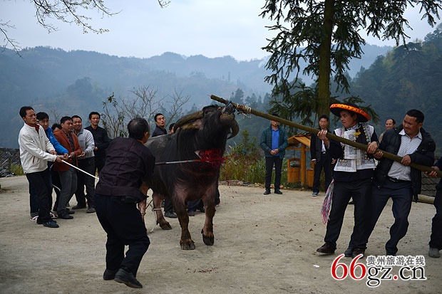 23杀牛招龙。鬼师杀牛还要收取200多元的酬劳。据说杀牛对宰杀的人家不吉利,寨子上没人愿意杀牛。.jpg