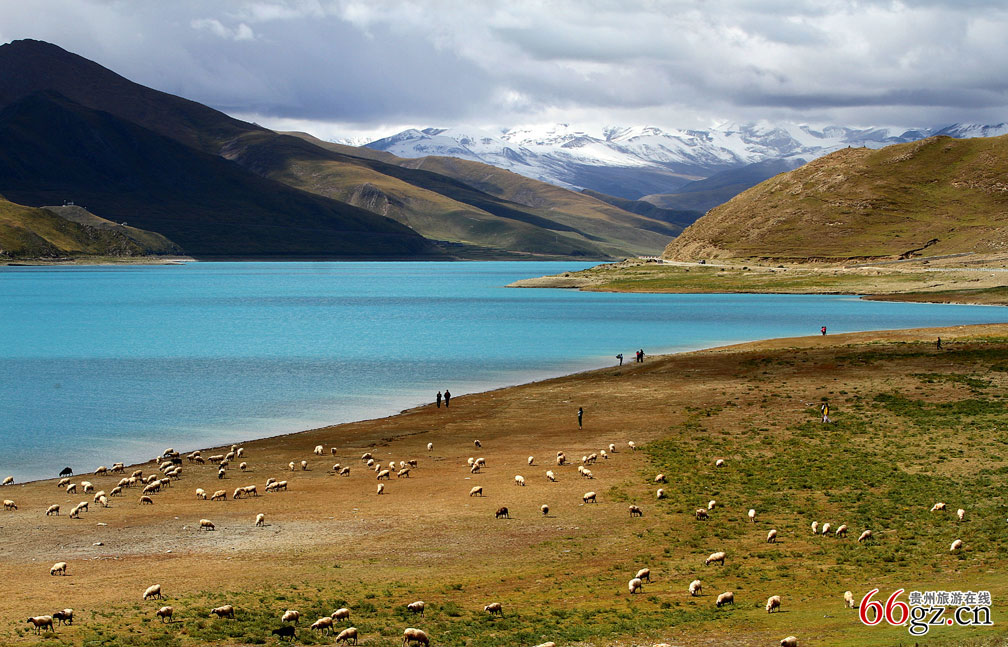 圣湖草青羊儿肥.jpg