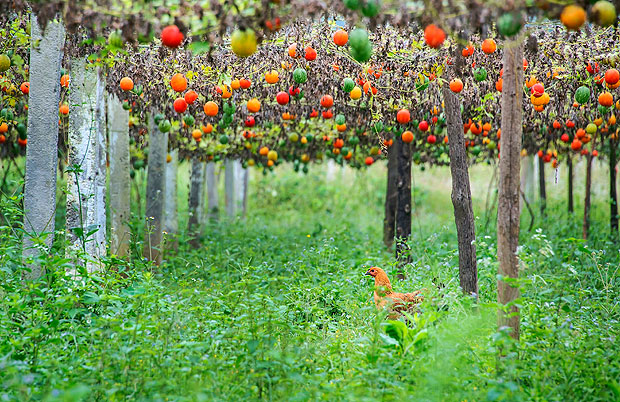 吊瓜产业,亩产值6000元起 摄影:张旭.jpg