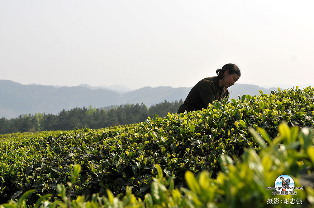 ����,����,��ɽ�躣