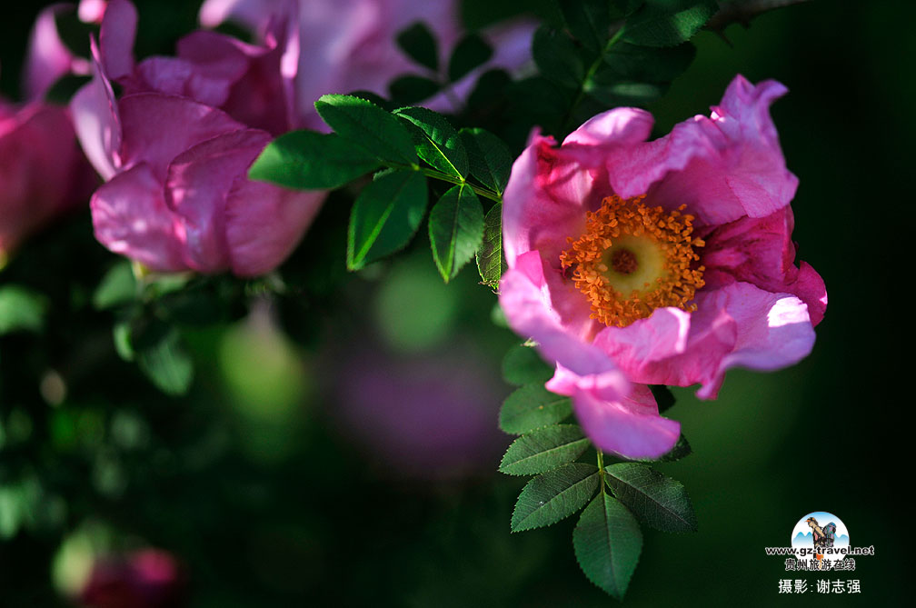 ����������湵��Ĵ��滨