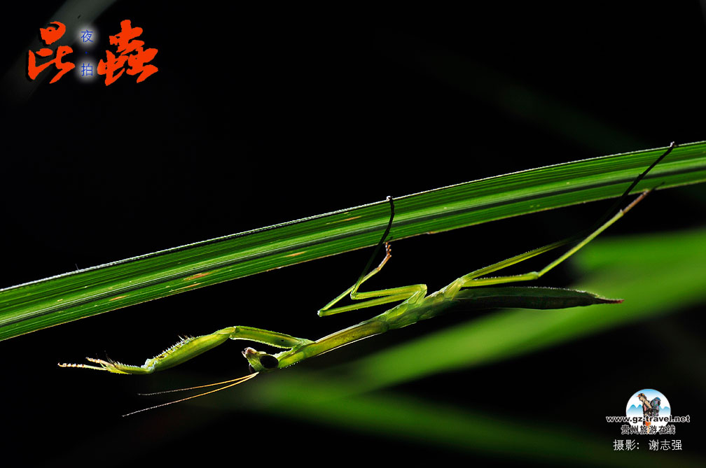 ҹ������