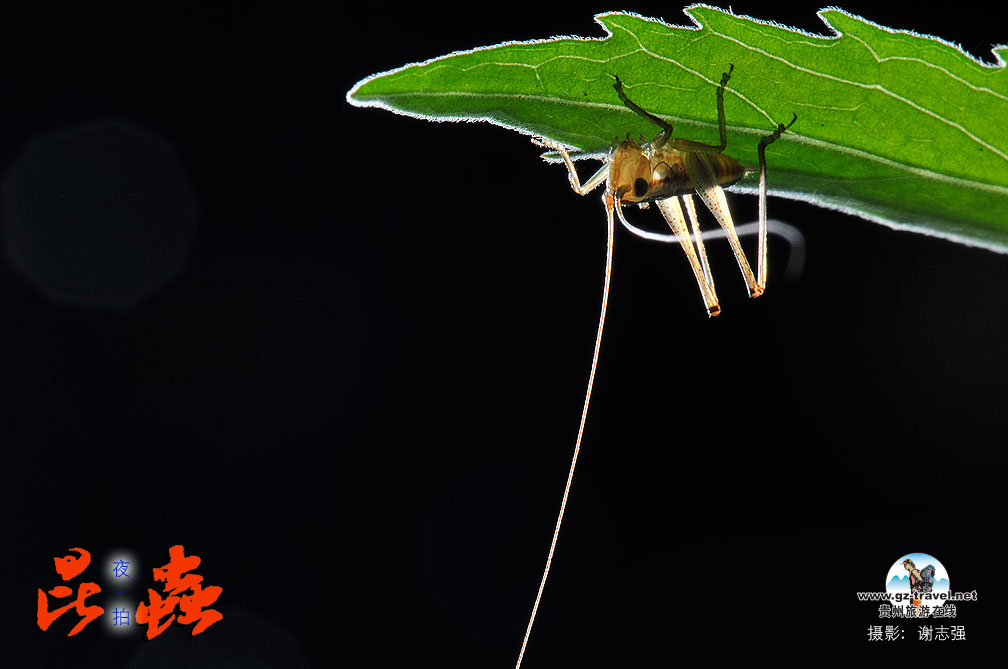 ҹ������