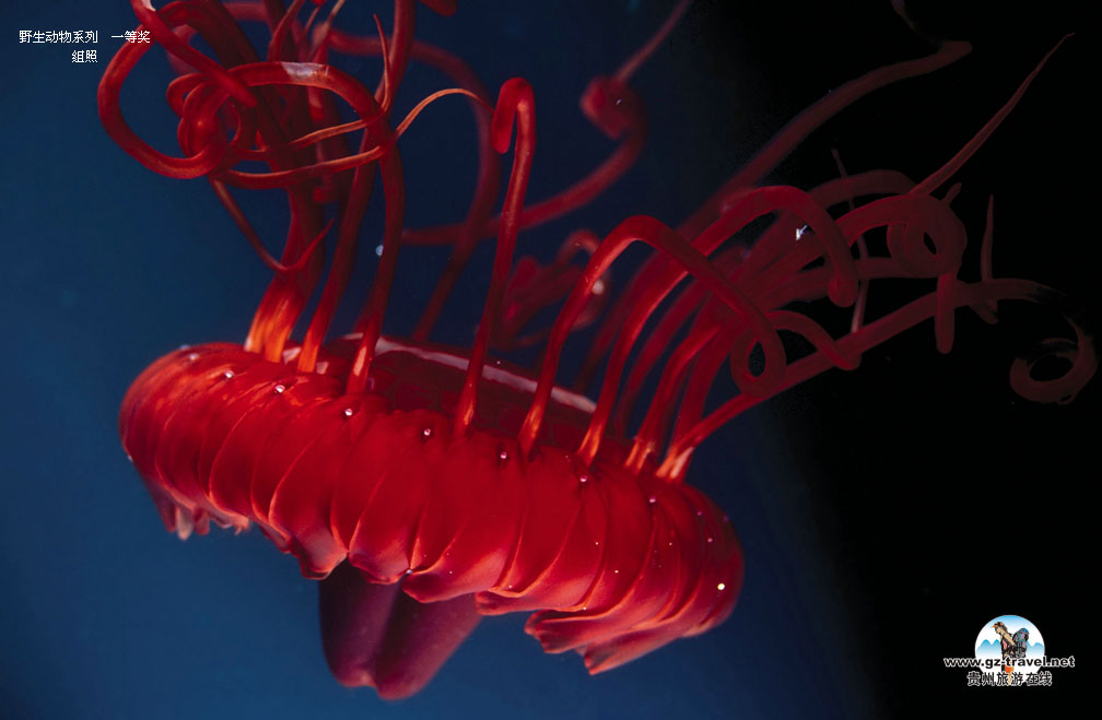 ʹ#8226йԭ̬Ӱ ҰϵһȽ