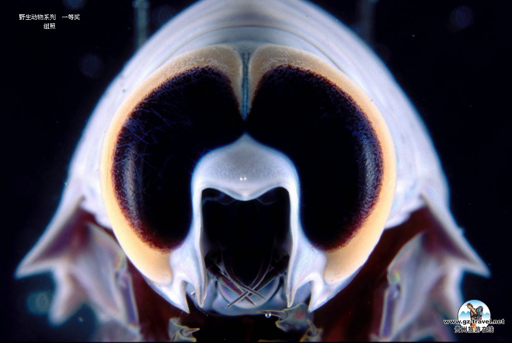 ʹ#8226йԭ̬Ӱ ҰϵһȽ