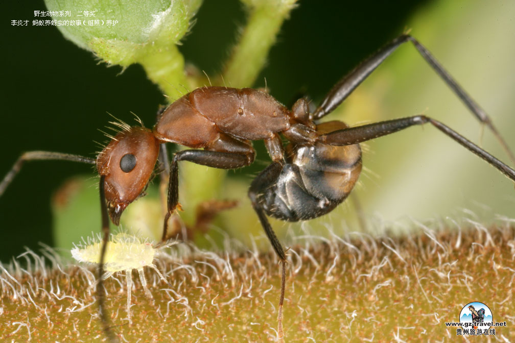 ʹ#8226йԭ̬Ӱ ҰϵжȽ