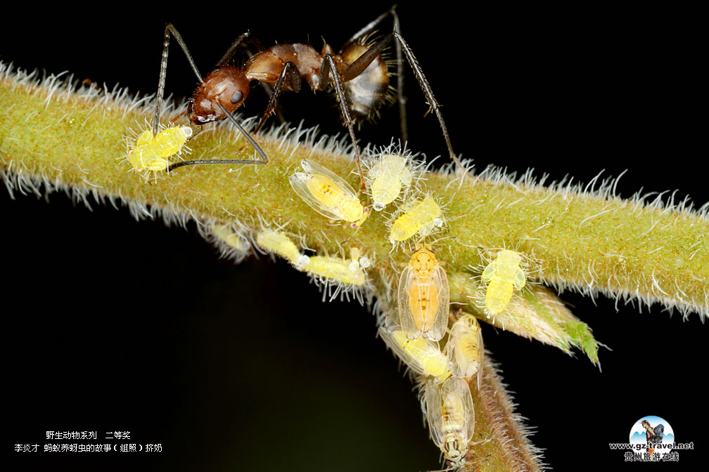 ʹ#8226йԭ̬Ӱ ҰϵжȽ