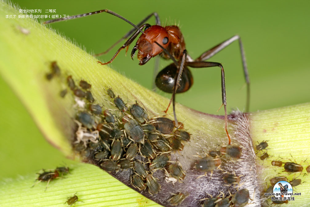 ʹ#8226йԭ̬Ӱ ҰϵжȽ