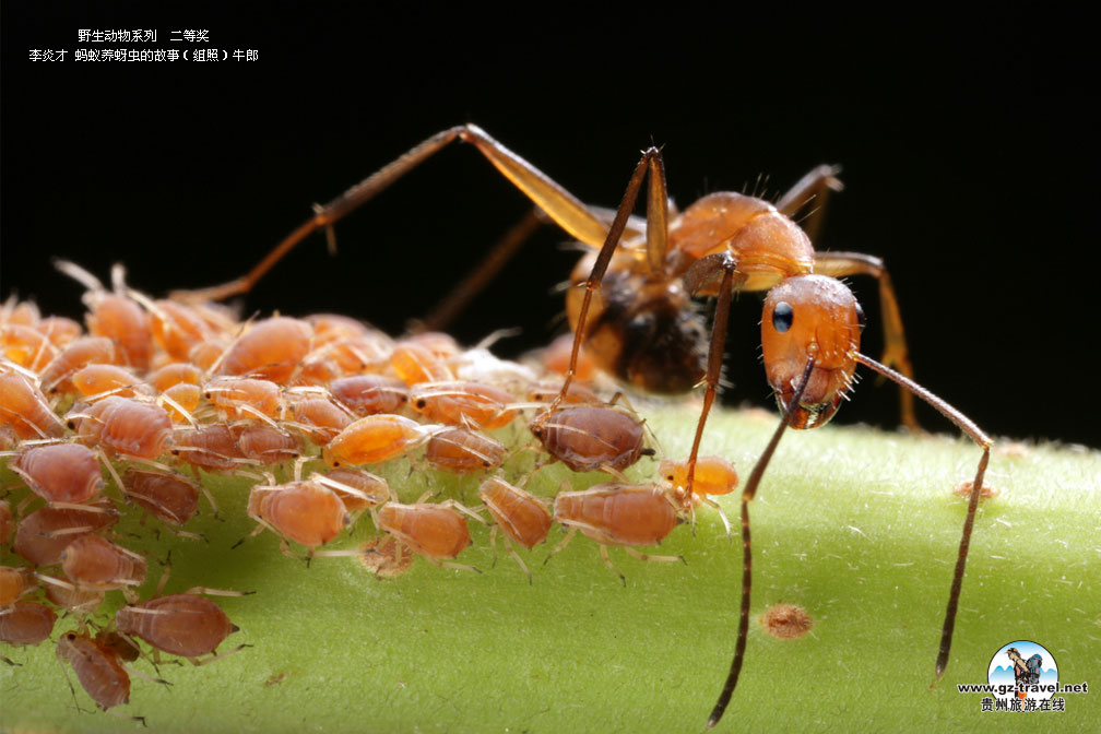 ʹ#8226йԭ̬Ӱ ҰϵжȽ