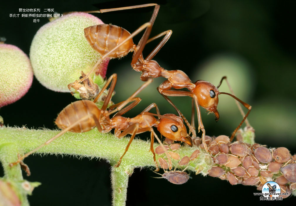 ʹ#8226йԭ̬Ӱ ҰϵжȽ