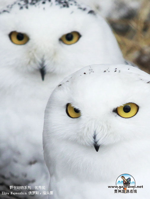 ʹ#8226йԭ̬Ӱ Ұϵ㽱