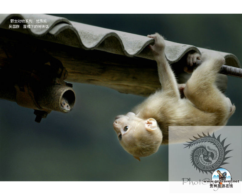 �������ʹ���#8226�й�ԭ��̬������Ӱ���� Ұ������ϵ�����㽱