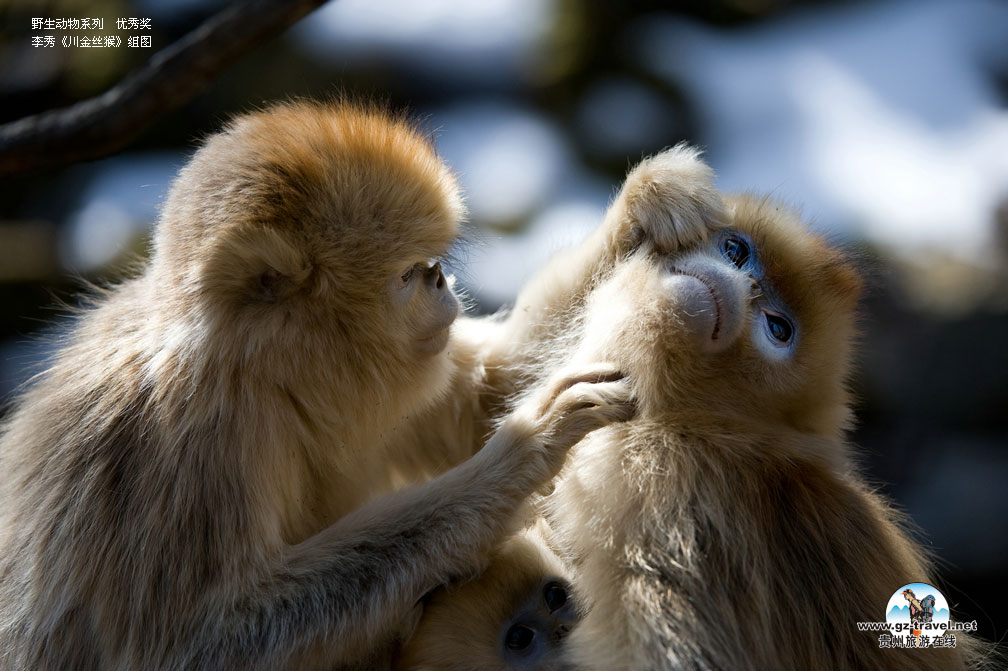 ʹ#8226йԭ̬Ӱ Ұϵ㽱