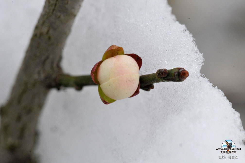 �Ͻ���԰��÷��