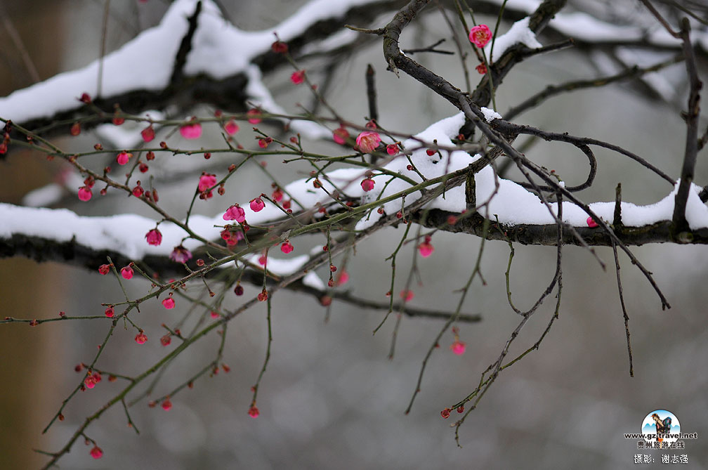 �Ͻ���԰��÷��