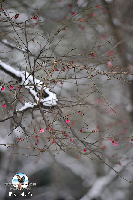 �Ͻ���԰��÷��