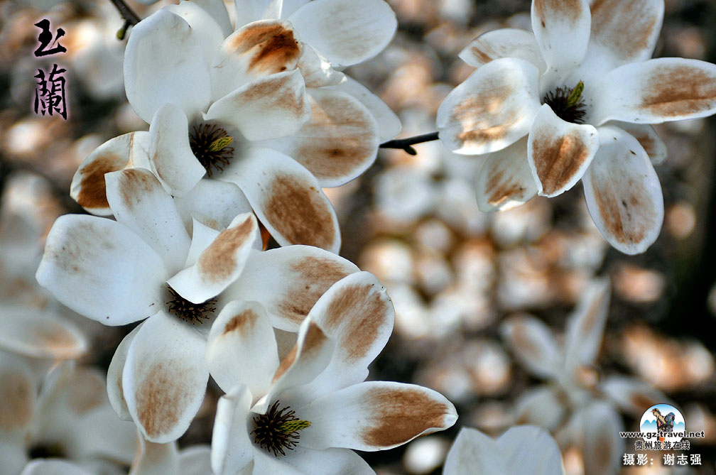 ����ʡ������һƬ������