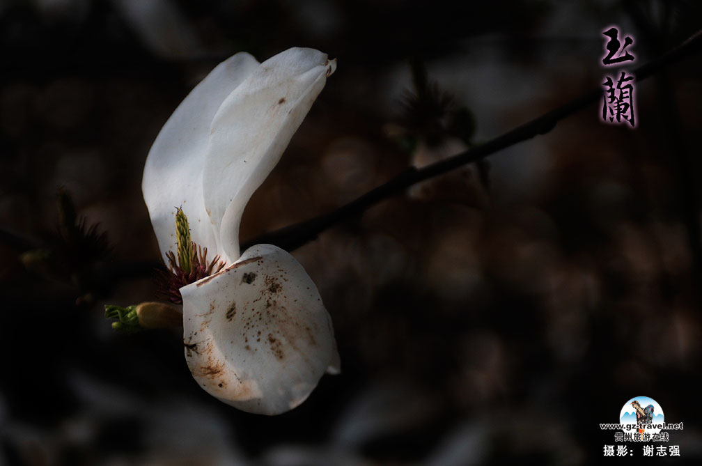 ����ʡ������һƬ������