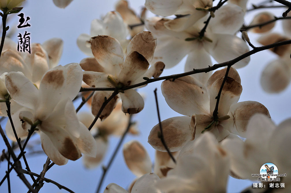 ����ʡ������һƬ������