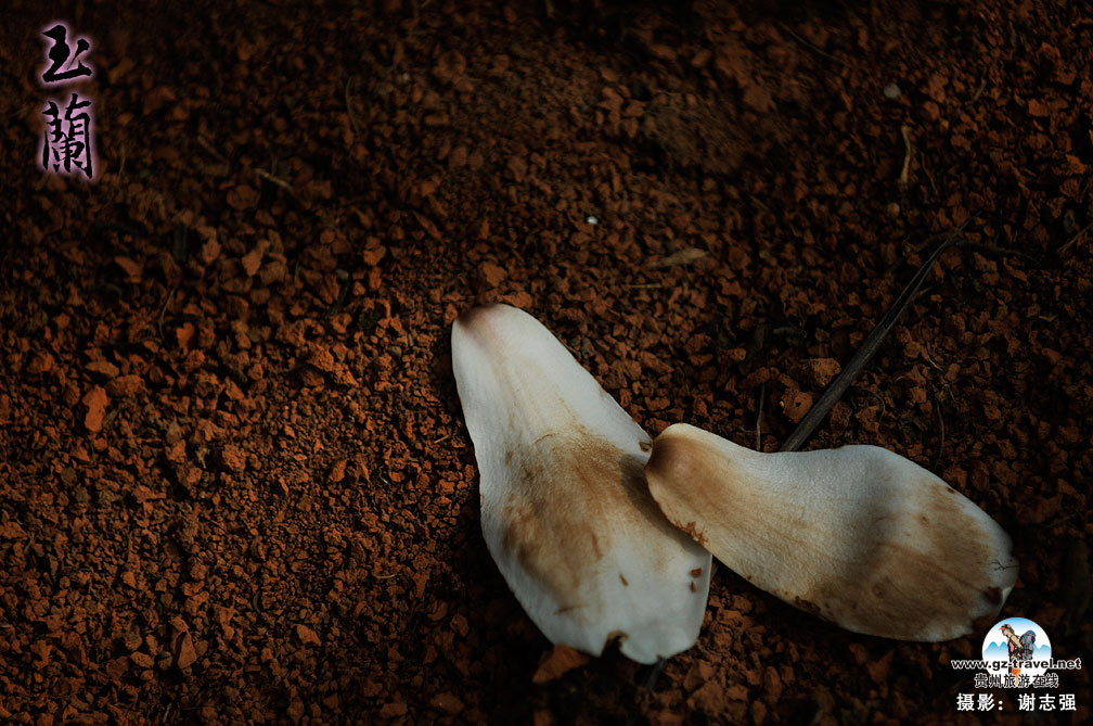 ����ʡ������һƬ������