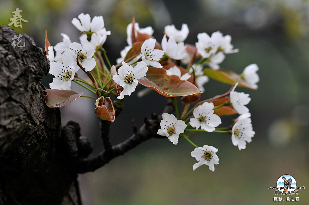 ����ũ���Ļ�