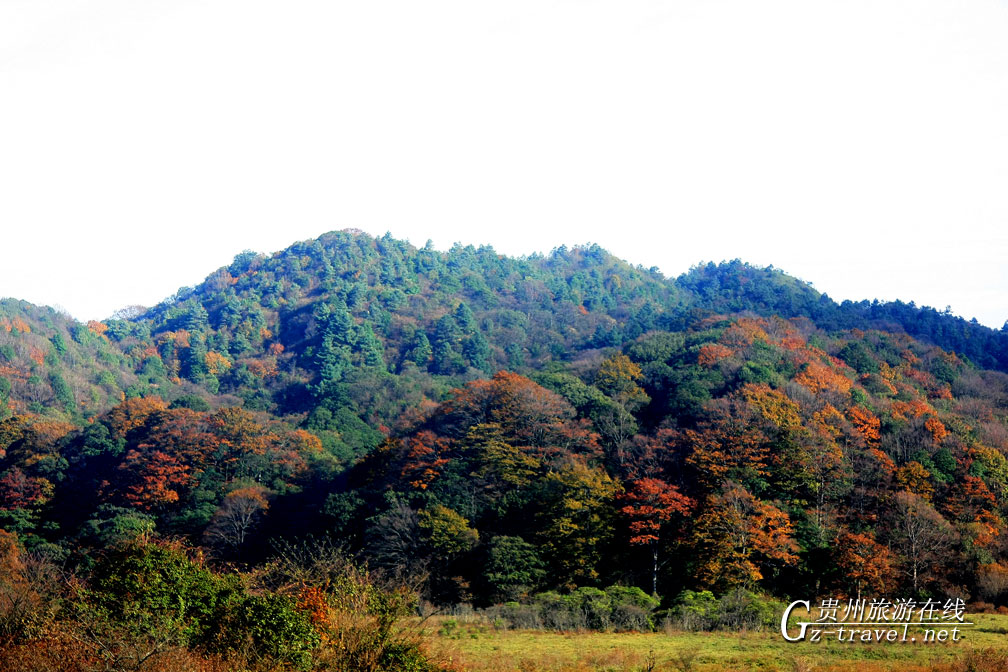 ������Ҷ�ֻ���