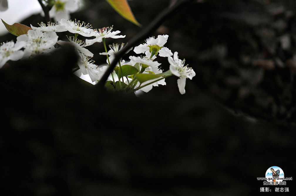 ����ũ���滨