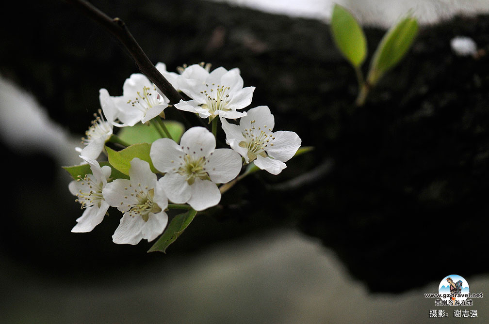 ����ũ���滨