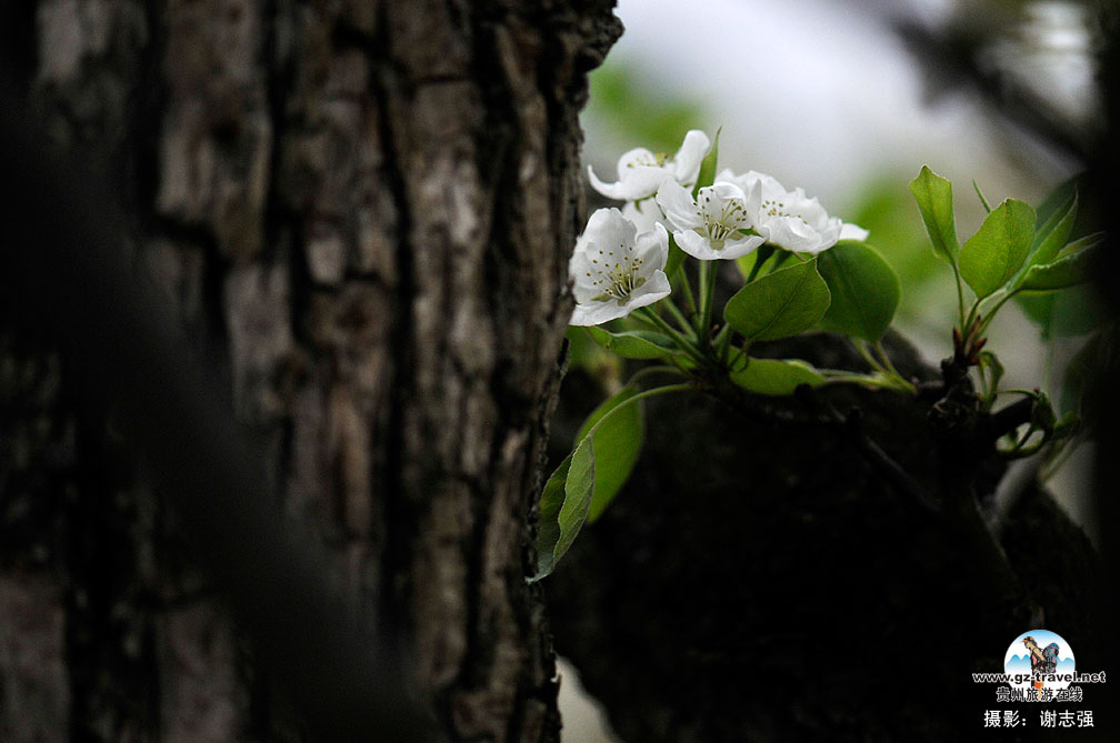 ����ũ���滨