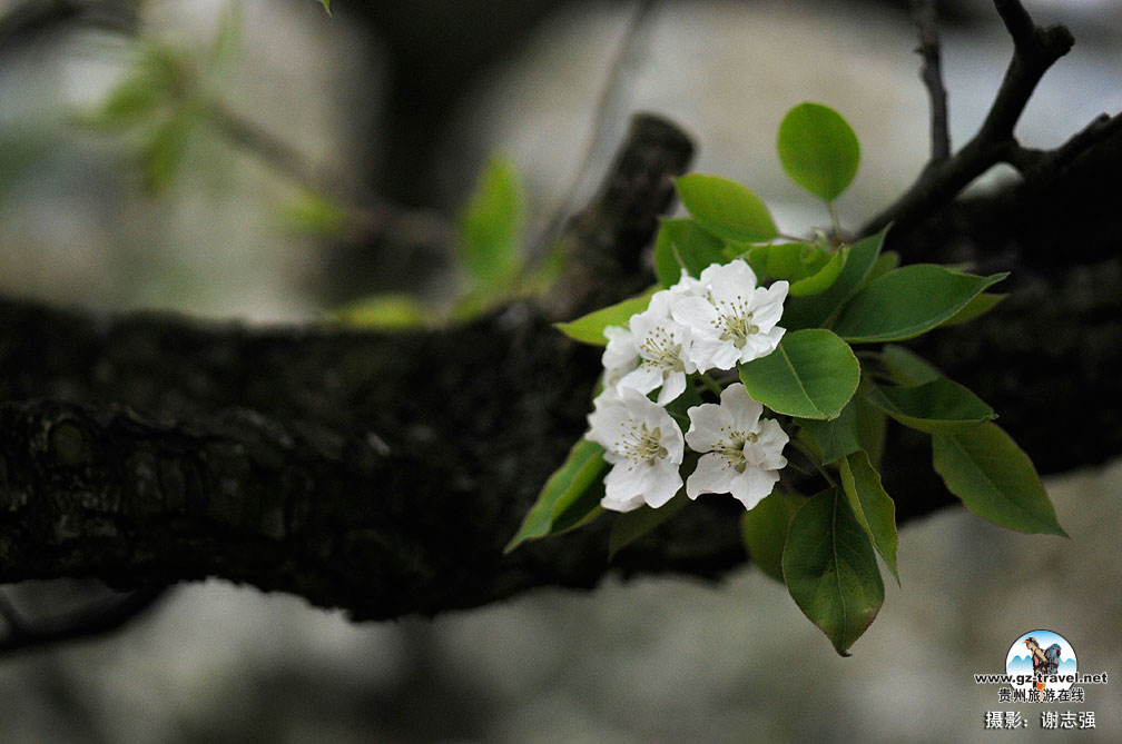 ����ũ���滨