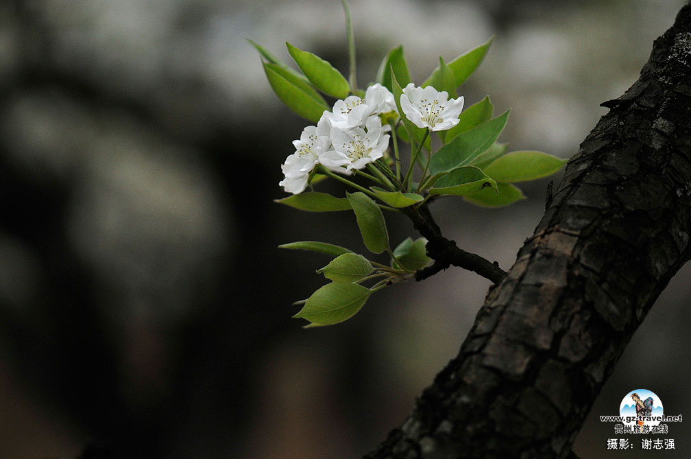 ����ũ���滨