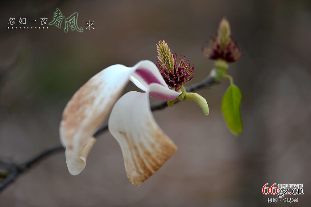 ����ũ���Ļ�